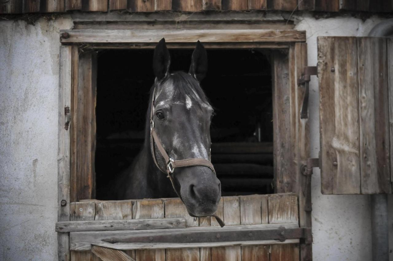 Ferienhof Metzler Bodnegg Zewnętrze zdjęcie